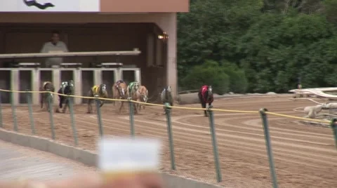 Greyhound Racing at Track Video stock 50898675