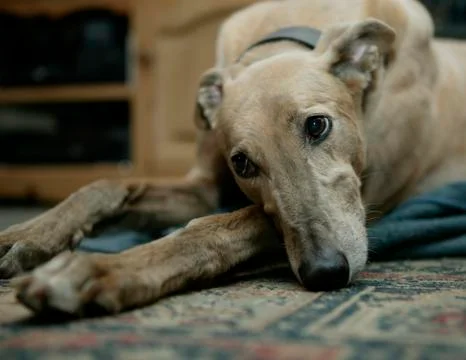 GREYHOUND RESTING ON CARPET Stock Photos
