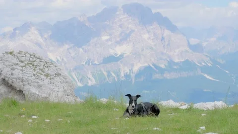 Greyhound resting on the lawn Stock Footage 172570089