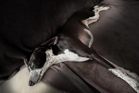 Greyhound Ruby Lying on Dark Blanket Stock Photos