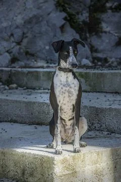 Greyhound Ruby Posing on Concrete Stairs Stock Photos