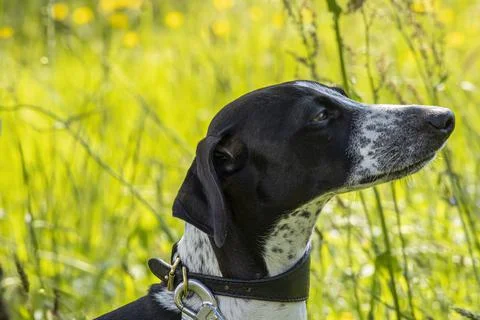 Greyhound Ruby Posing on Meadow Stock Photos