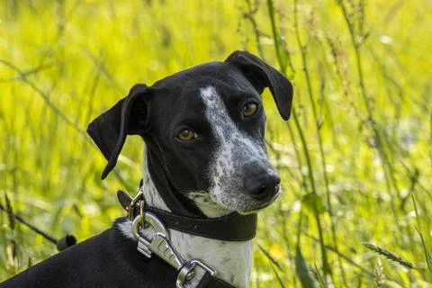 Greyhound Ruby Posing on Meadow Stock Photos