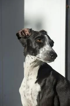 Greyhound Ruby Posing on White Wall Stock Photos