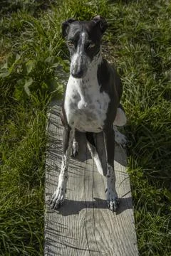 Greyhound Ruby Posing on Wooden Board Stock Photos