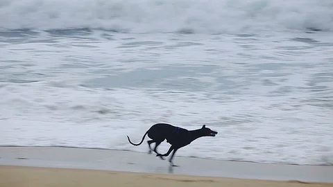 Greyhound running on the Spanish beach in Costa Brava, slow motion footage Stock Footage