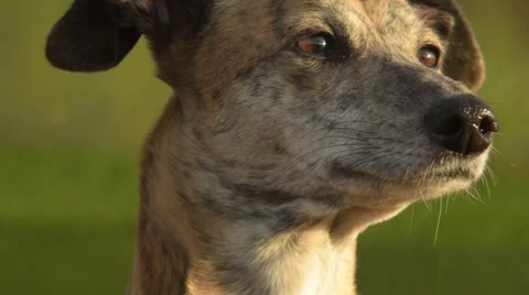 Greyhound sharp to Whippet soft Video stock 47007610