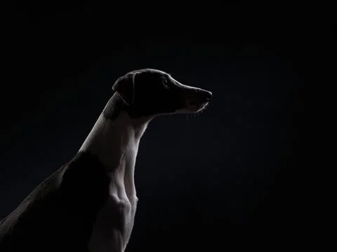 Greyhound side profile in studio Stock Photos