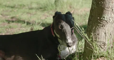A greyhound is sitting in the shade under a tree Stock-Footage 130683307