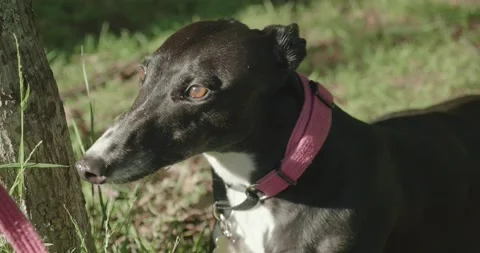 A greyhound is sitting under a tree 库存影片 130683257