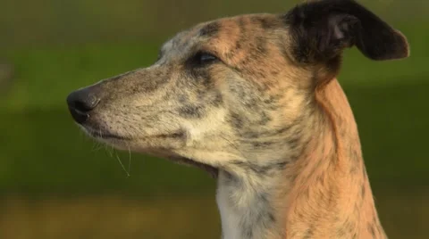 Greyhound sniffing close Video stock 47007686