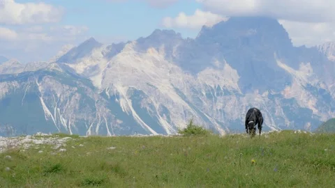 Greyhound sniffs looking for something Stock Footage 172570095