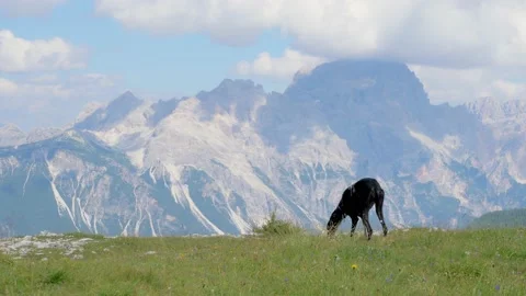 Greyhound sniffs looking for something Stock Footage 172570106