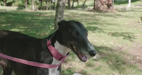 A greyhound is standing under a tree in the shade Video stock 130683336