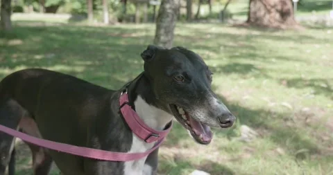 A greyhound is standing under a tree in the shade Stock-Footage 130683367