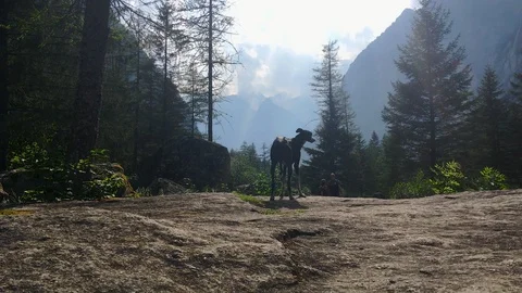 Greyhound on a stone comes back Stock Footage 119018581