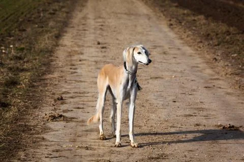 Greyhound on a street Stock Photos