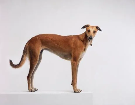 GREYHOUND ON WHITE BACKGROUND Stock Photos
