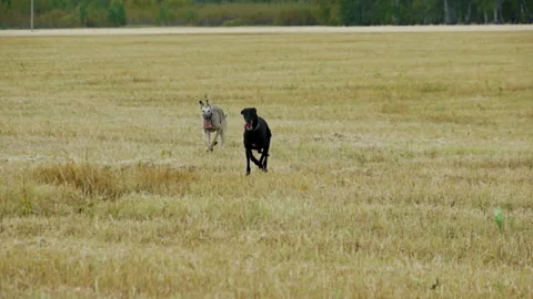 Greyhounds are returned after the chase Stock Footage 99526063