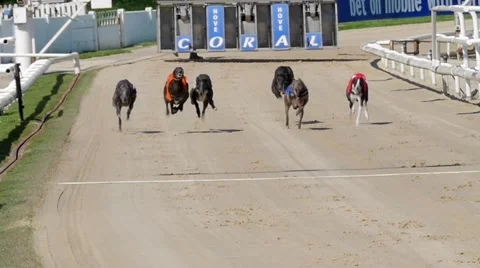 Greyhounds in a race Stock Footage 62439401