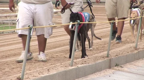 Greyhounds at Track Vídeo Stock 50897512