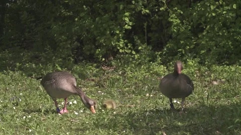 Greykag goose with chicks on a meadow Stock Footage 256201339