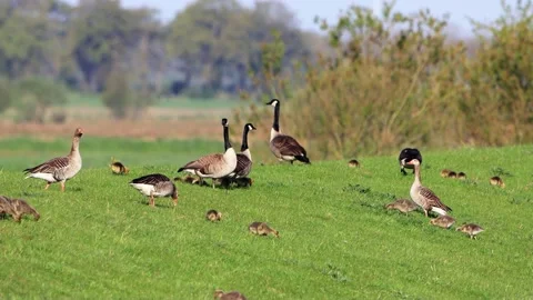 Greylag and canada Geese with chicks on green meadow Stock Footage 201612741