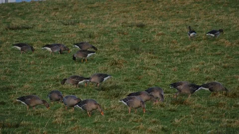 Greylag Geese ( Anser anser ) in the Scottish Highlands Stock Footage 101485553
