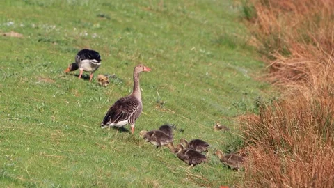 Greylag Geese with chicks on dike Stock Footage 196962300