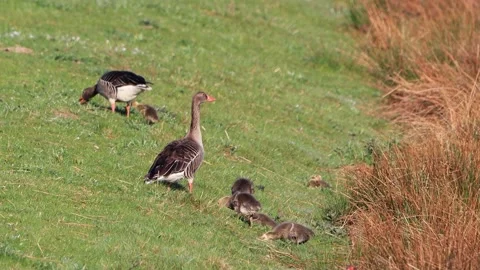 Greylag Geese with chicks on dike Stock Footage 201613200