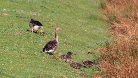 Greylag Geese with chicks on dike Stock Footage 203386577