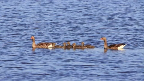 Greylag Geese with chicks floating on blue water, anser anser Stock Footage 196962116