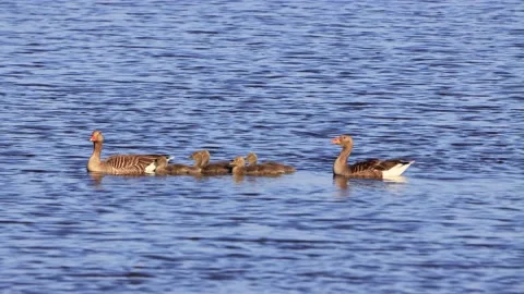 Greylag Geese with chicks floating on blue water, anser anser Stock Footage 201613006