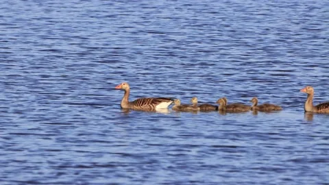 Greylag Geese with chicks floating on blue water, anser anser Stock Footage 201642507