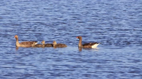 Greylag Geese with chicks floating on blue water, anser anser Stock Footage 202202650