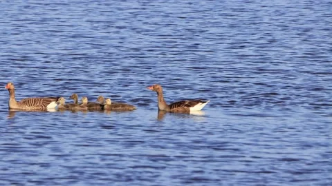 Greylag Geese with chicks floating on blue water, anser anser Stock Footage 202203959