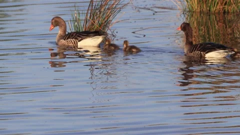 Greylag Geese with chicks floating on blue water Stock Footage 203381660
