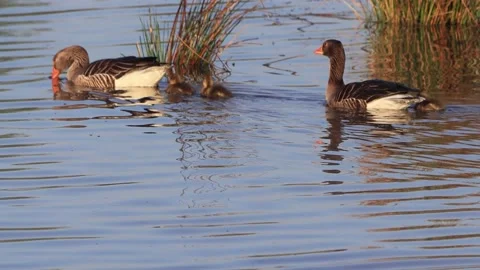 Greylag Geese with chicks floating on blue water Stock Footage 203403653