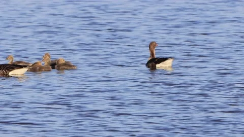 Greylag Geese with chicks floating on blue water Stock Footage 221513544