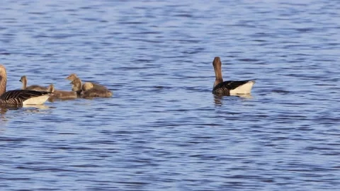 Greylag Geese with chicks floating on blue water Stock Footage 221513548