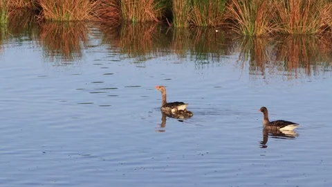 Greylag Geese with chicks floating on blue water Stock Footage 221514165