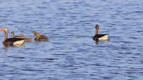 Greylag Geese with chicks floating on blue water Stock Footage 241898659