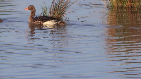 Greylag Geese with chicks floating on blue water Stock Footage 290786258