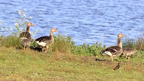 Greylag Geese with chicks at shore Stock Footage 194388228