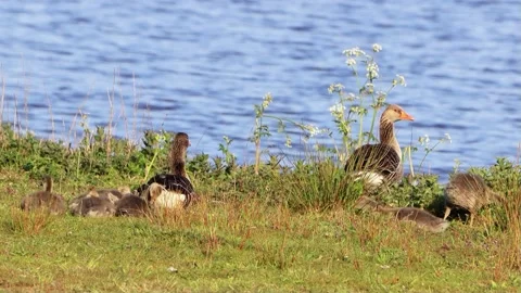 Greylag Geese with chicks at shore Stock Footage 194406007