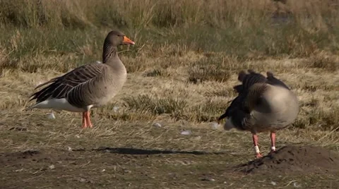 GREYLAG GEESE 库存影片 43373072