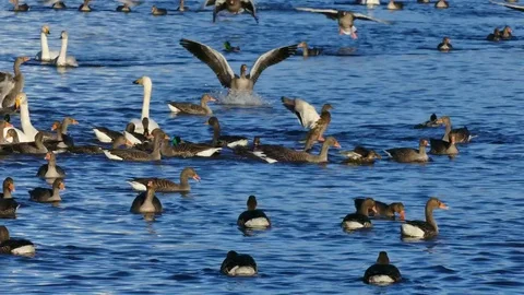 Greylag geese Stock Footage 81418293