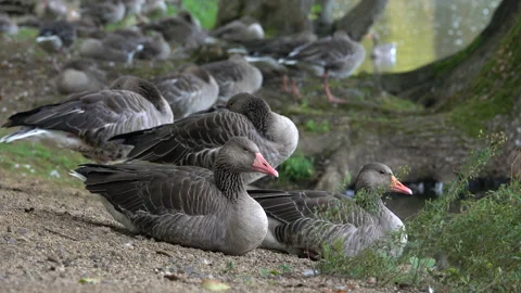 Greylag geese Vidéo 159651916