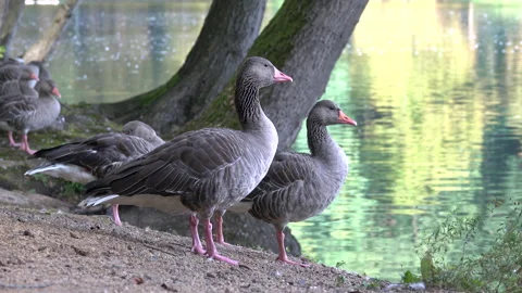 Greylag geese Stock Footage 159658136