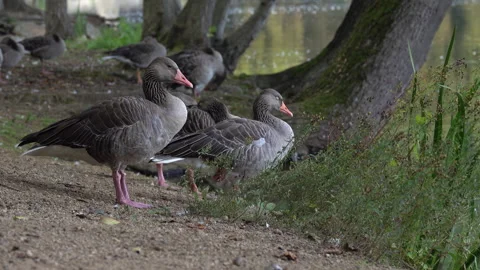 Greylag geese Stock Footage 159659202